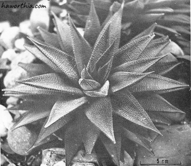 A photo taken by Bayer in his early publication “A new variety of Haworthia Limifolia from Natal”. There he described a new variety, H. limifolia var. gigantea