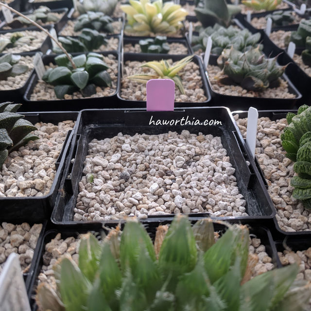 填满植料的空容器,用来确定下次浇水时间