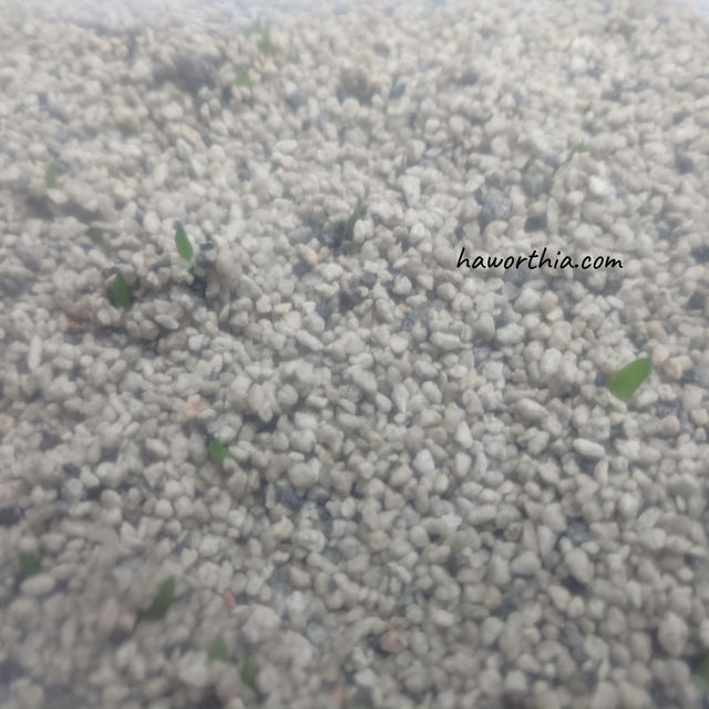 播种一周后